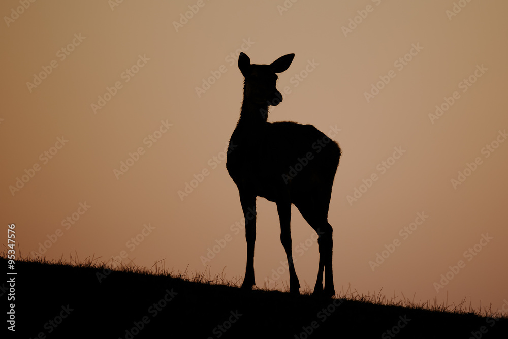 Obraz premium Rotwild 