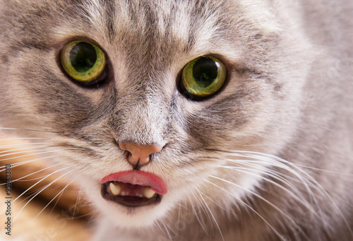 The gray cat with green eyes licks lips