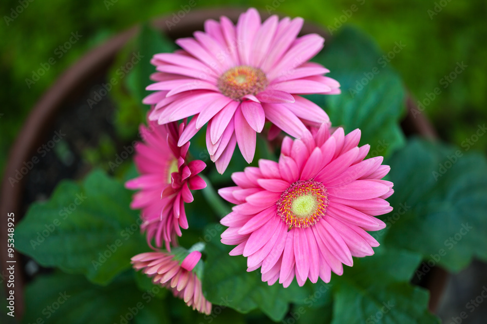 Obraz premium Pink gerbera daisies in a flower pot outside in the garden