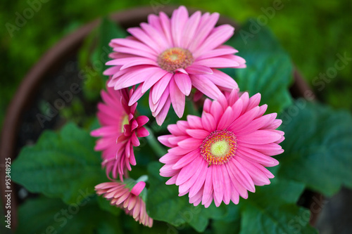 Pink gerbera daisies in a flower pot outside in the garden