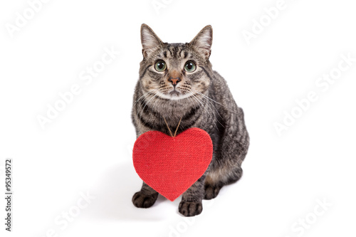 Fototapeta Naklejka Na Ścianę i Meble -  Cat Wearing Red Heart