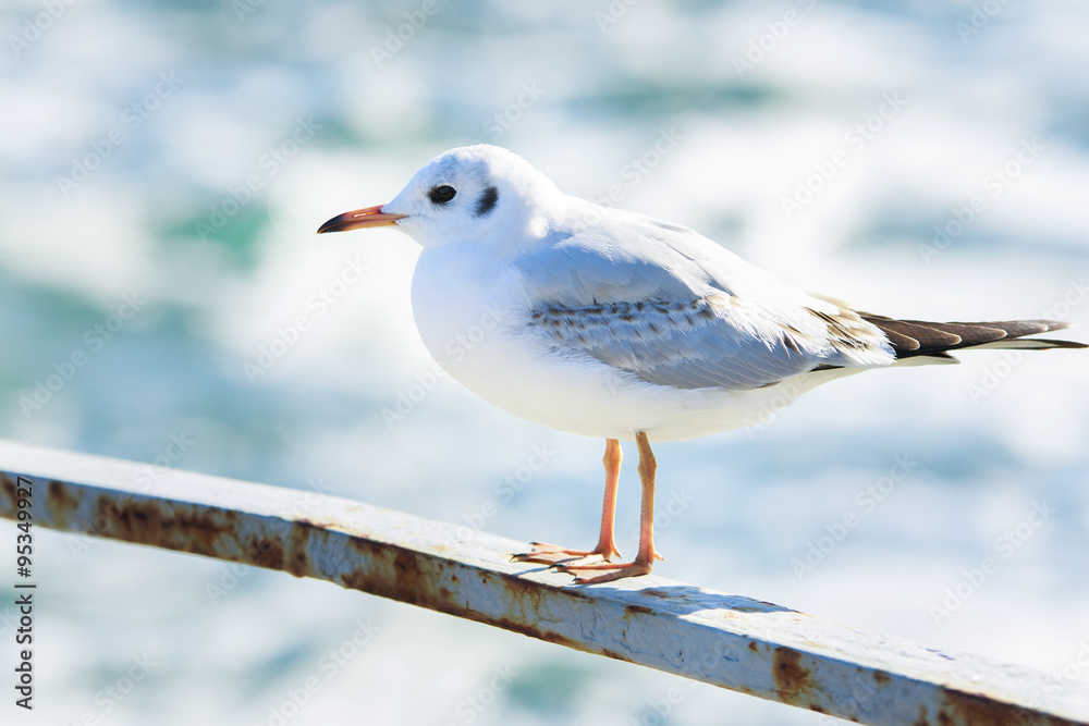 Obraz premium Seagll close-up