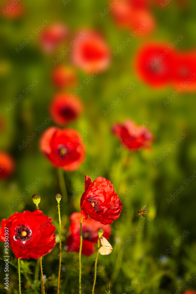 Beautiful poppies on the meadow
