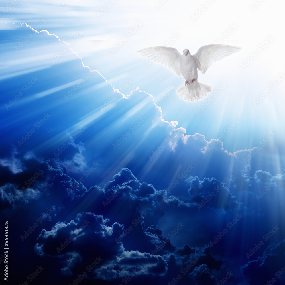 Holy spirit bird - obrazy, fototapety, plakaty 