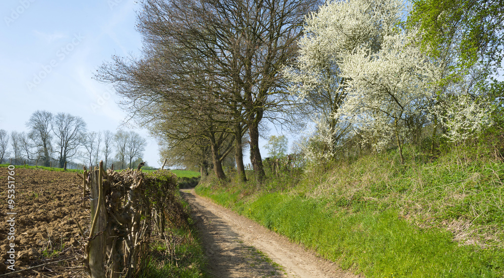 Dirt road along a field in spring