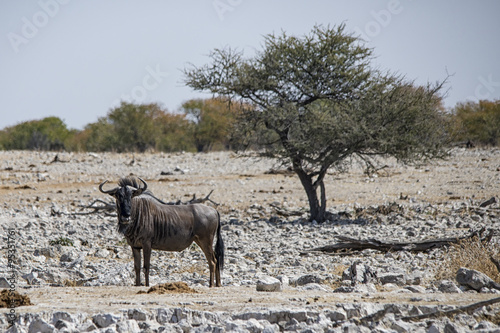 Gnu photo