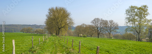 Trees in a sunny meadow in spring 