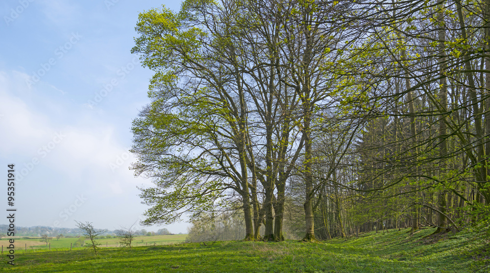 Obraz premium Trees in a sunny meadow in spring