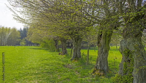 Hiking trail along trees in sunlight in spring 