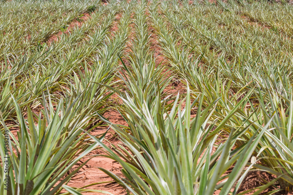 pineapple plant in garden