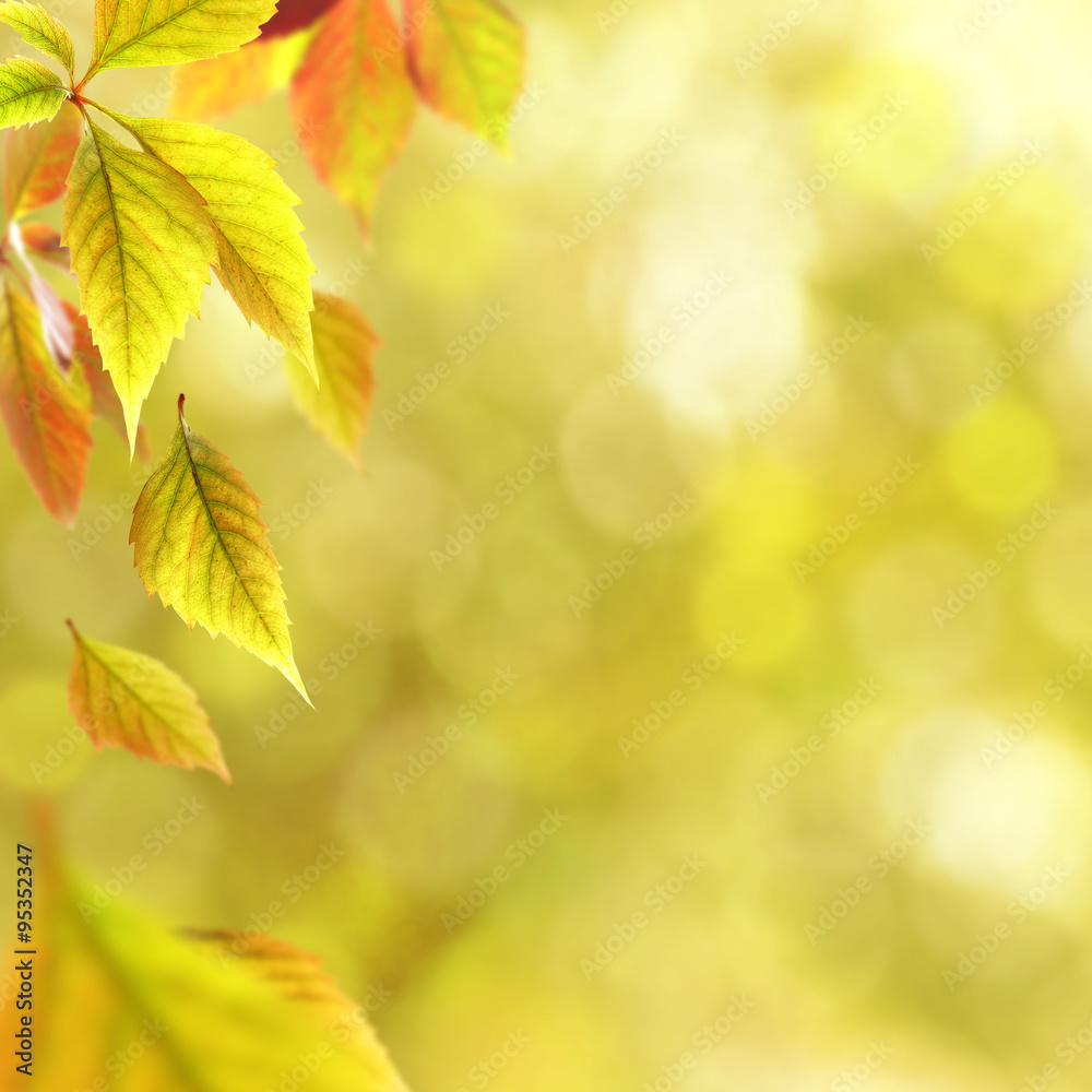 Beautiful autumn leaves on nature background Beautiful autumn leaves on nature background