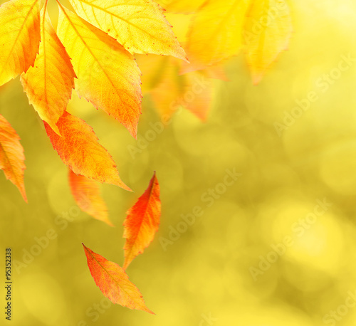 Beautiful autumn leaves on nature background