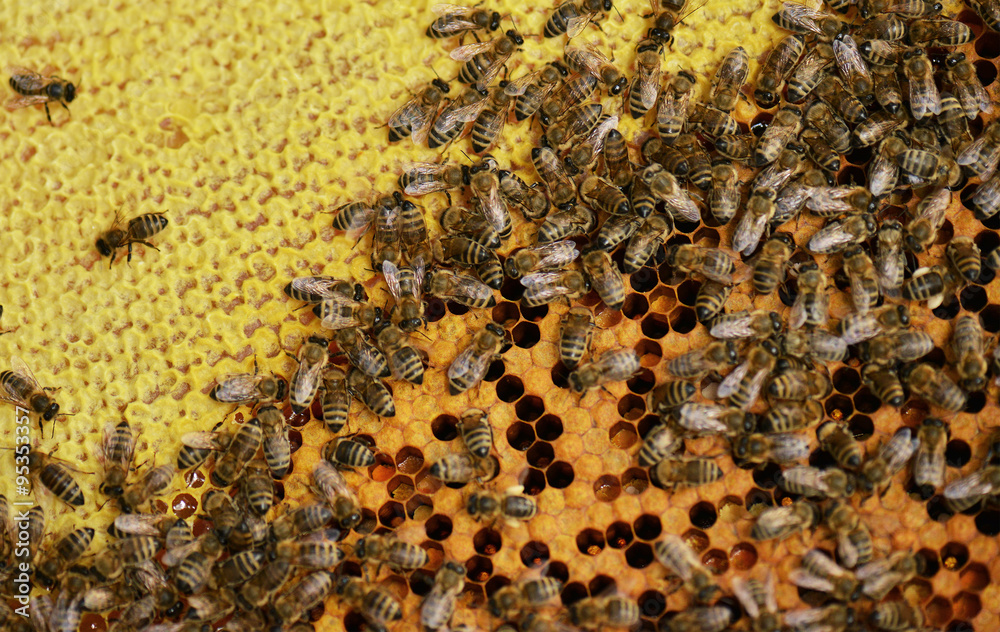 bees on honeycells bees on honeycells