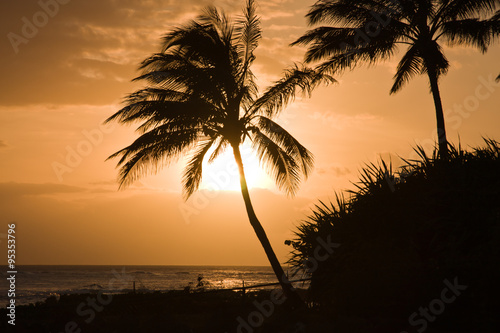 Palm trees at sunset