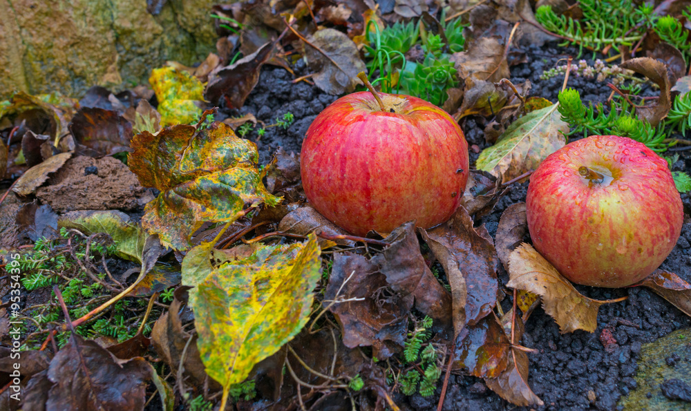 Apples fallen from an apple tree in autumn Apples fallen from an apple tree in autumn
