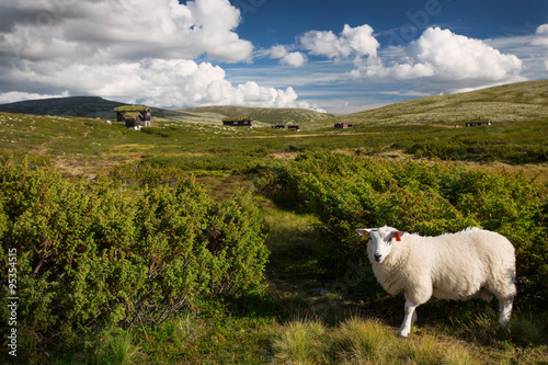 Schafe in Landschaft von Norwegen
