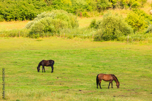 Majestic graceful brown horses in meadow. © Voyagerix