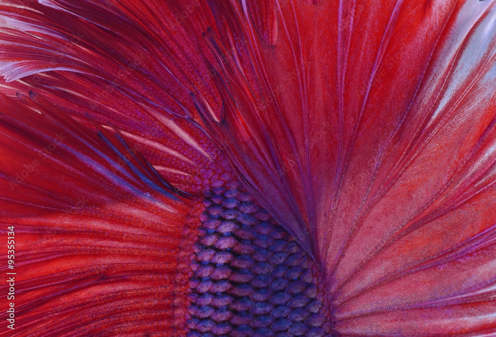 Close-up on a fish skin - colorful Siamese fighting fish - Betta Splendens