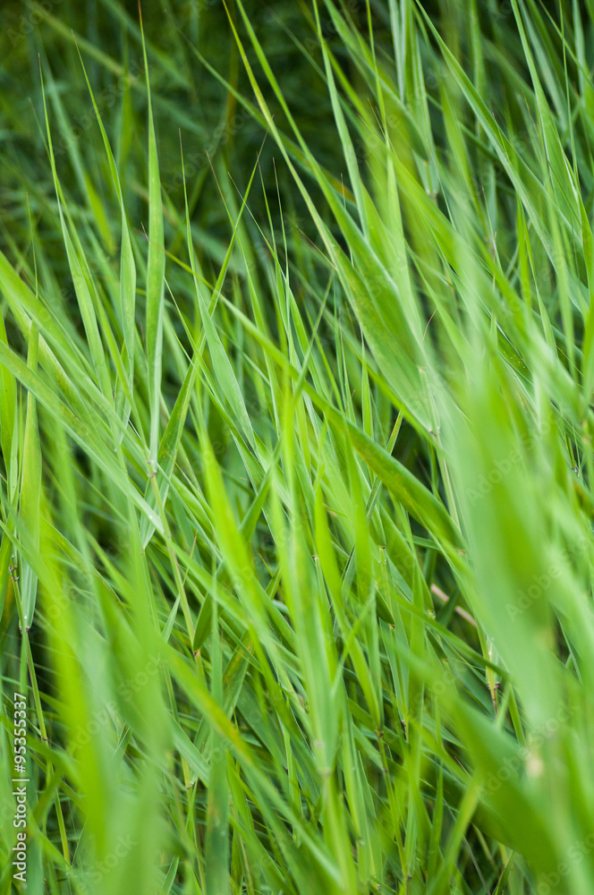 Obraz premium Grass（草）