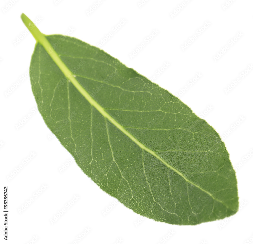 Fresh bay leaf, isolated on white Fresh bay leaf, isolated on white