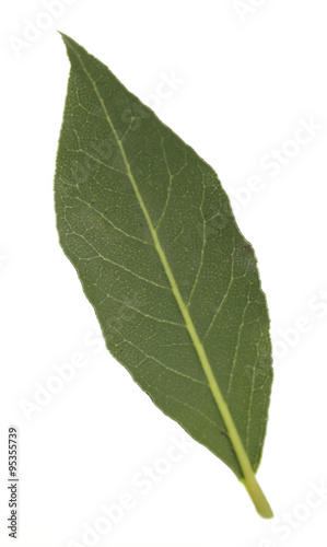 Fresh bay leaf  isolated on white