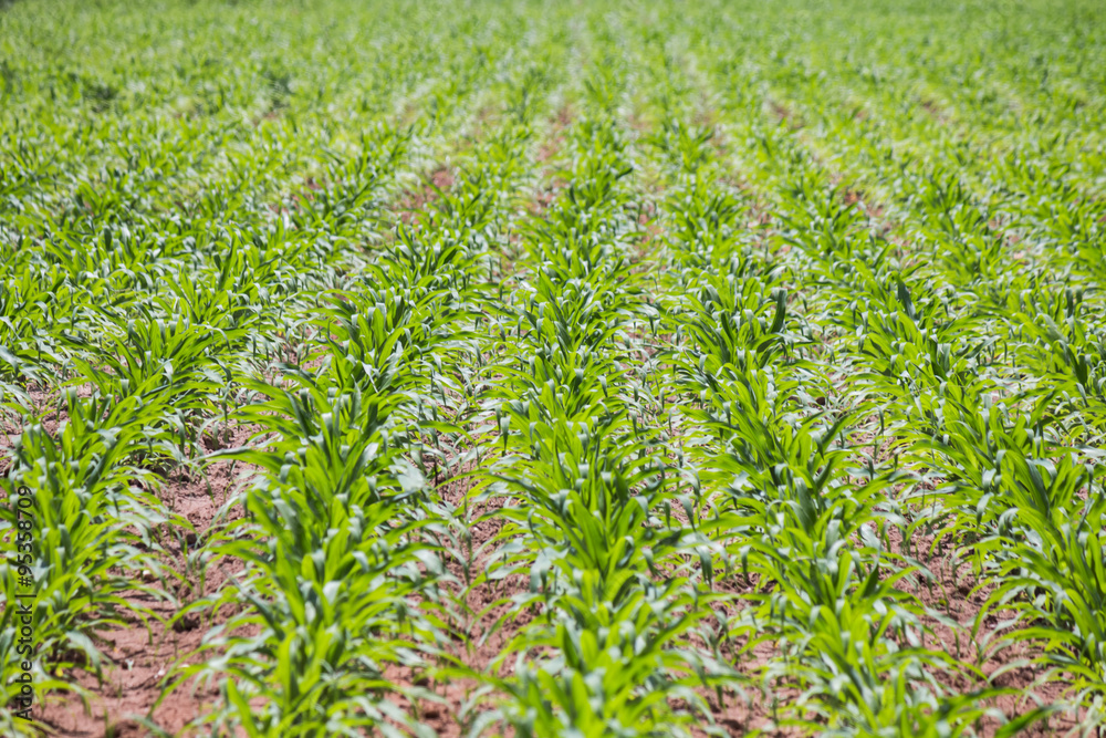 Fototapeta premium corn agricultural plot at countryside