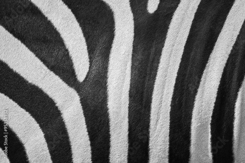 Real zebra stripes