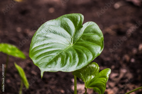 green herb in forest