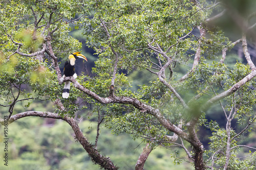 Great Hornbill.
A male Great Hornbill perch on tip of giant tree in the wild forest of Malaysia Peninsular. photo