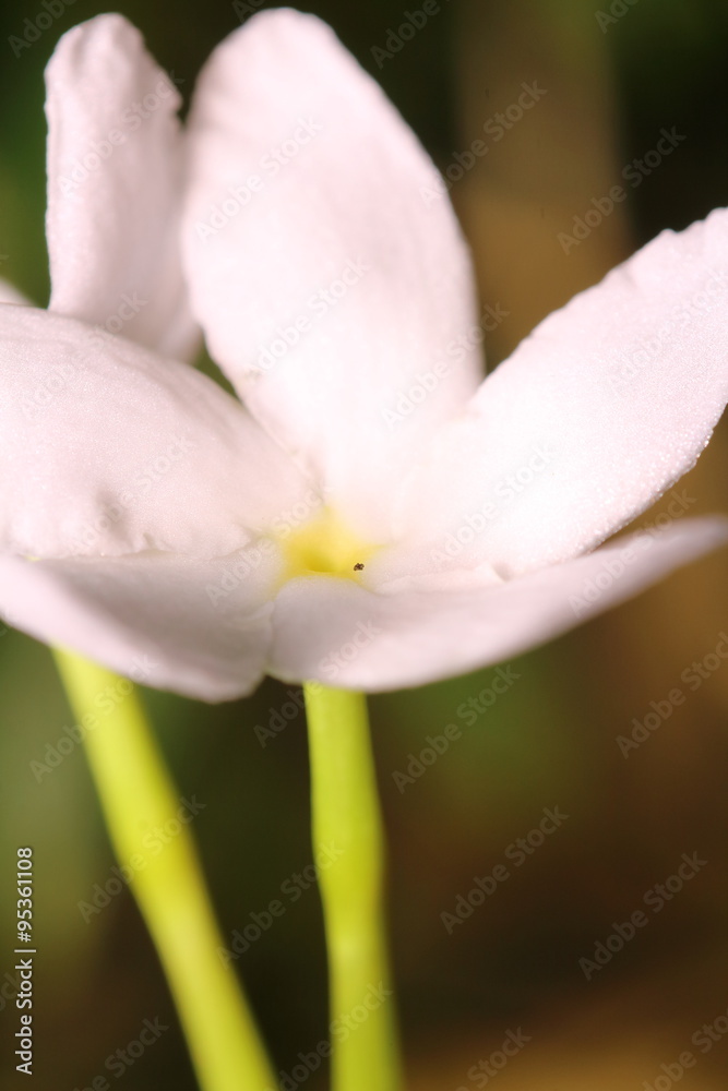 Fototapeta premium flower bloom macro