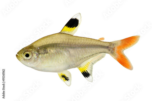 Golden pristella tetra Pristella maxillaris X-ray tetra fish isolated on white 