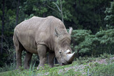 White rhinoceros in the zoo