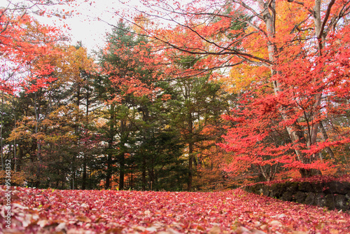 軽井沢の真っ赤な紅葉
