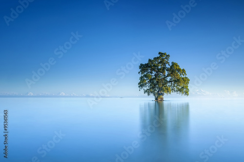 Wallpaper Mural A single tree in a blue sky morning in the Lahad Datu beach, Sabah Borneo Malaysia Torontodigital.ca