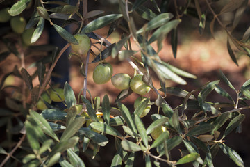 Crédence de cuisine Olivier Olives vertes fraîches en gros plan  © gromush