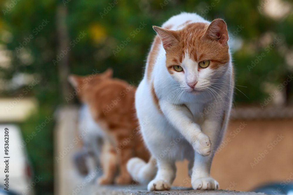 Fototapeta premium Attentive cat see dog on the street