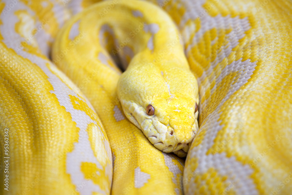 Fototapeta premium giant yellow snake serpent Golden Python