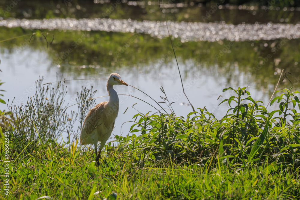 Fototapeta premium Cattle egret walking on the green grass.