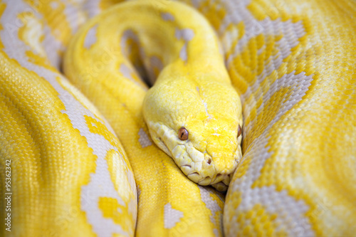 giant yellow snake serpent Golden Python