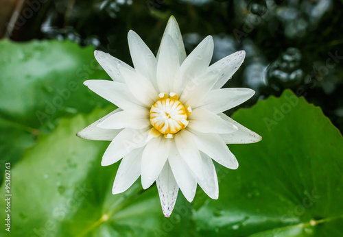 Yellow Lotus flower and Lotus flower plants