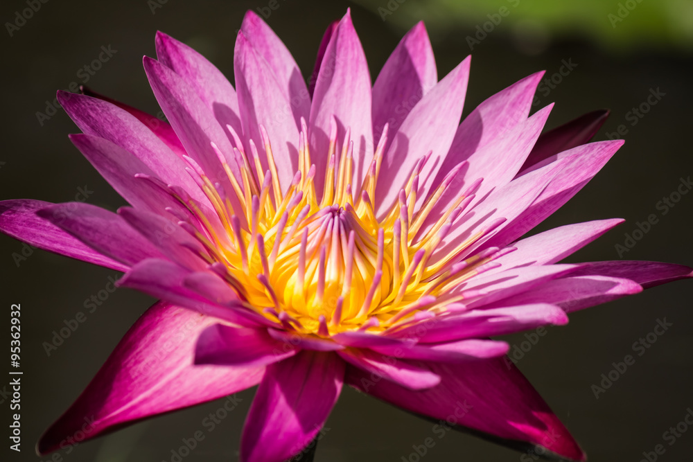Beautiful lotus Beautiful lotus