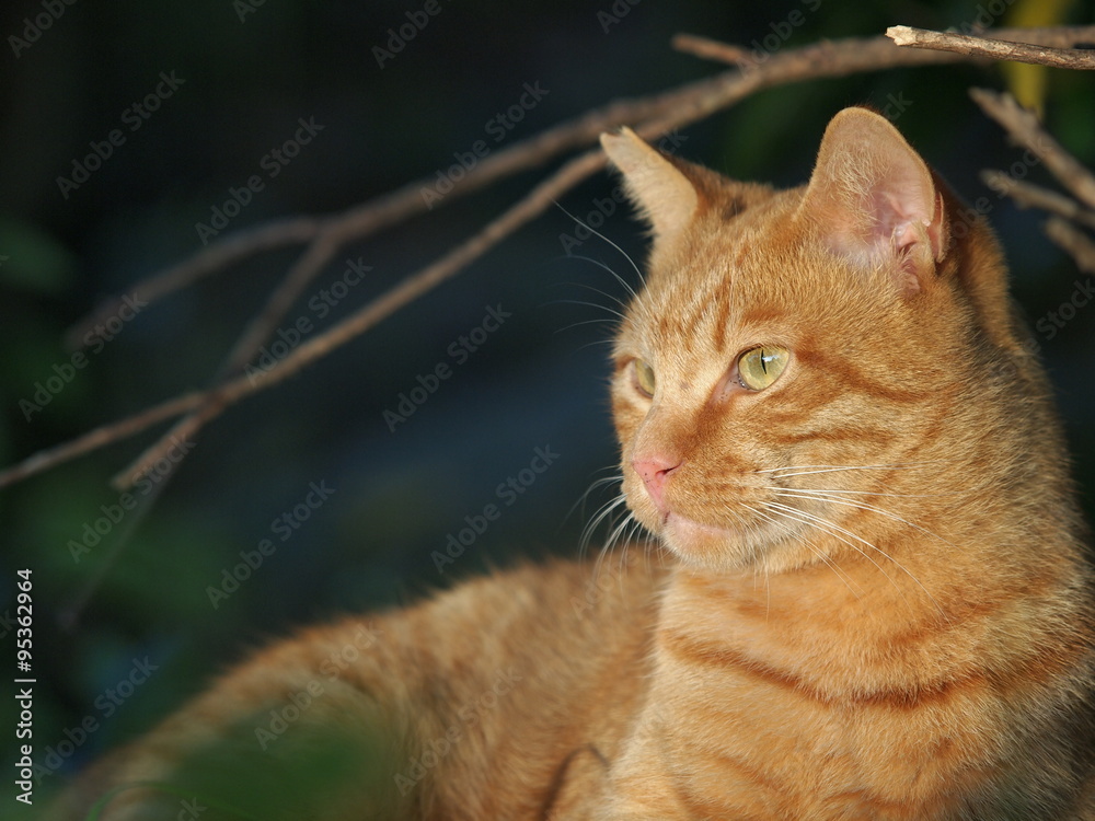 茶トラ猫の横顔 Stock 写真 Adobe Stock