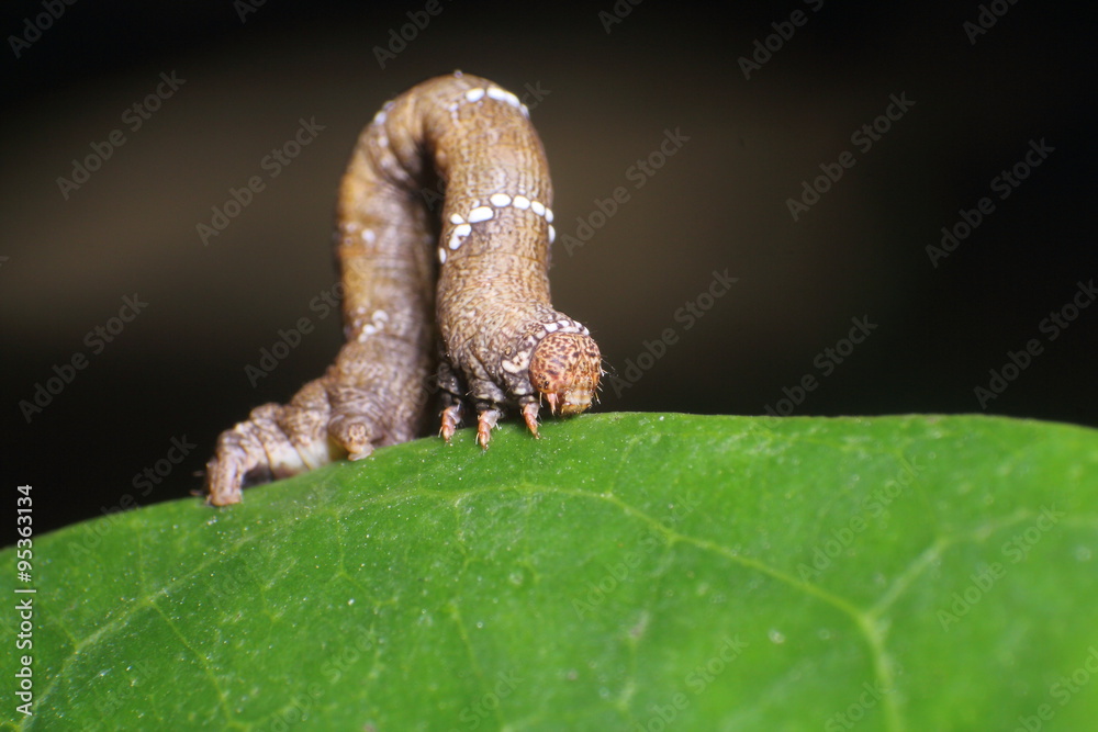 Small insect Small insect