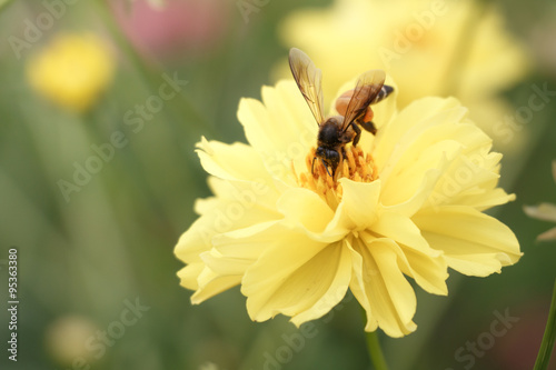 bee swarm flower ( vintage style ) photo