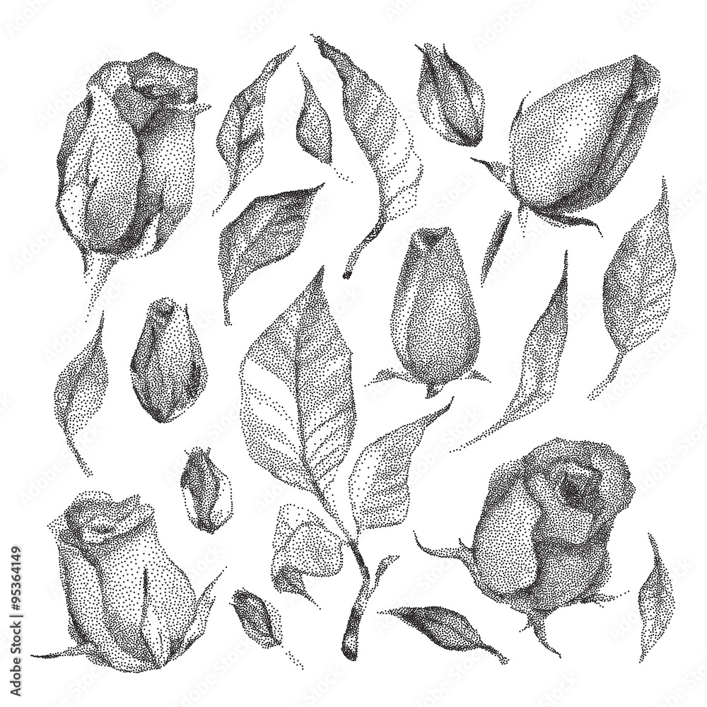 Roses Botanical set.