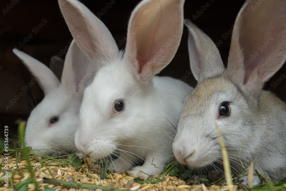 Fototapeta premium Group of meat domestic rabbits eating cereal grain in farm hutch
