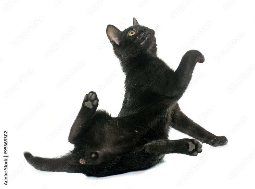 young black kitten young black kitten