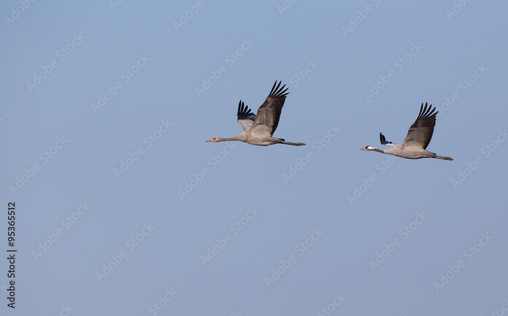 Two cranes on the sky