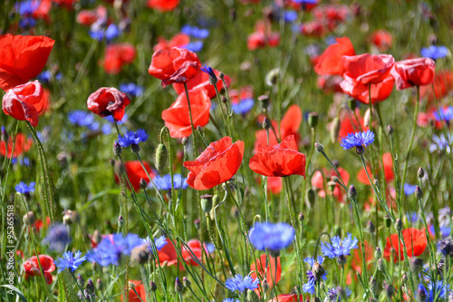 field of red poppy and blue flowers