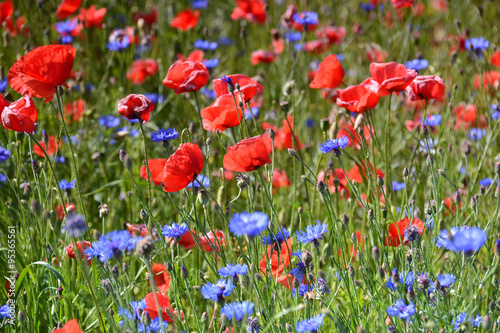 field of red poppy and blue flowers